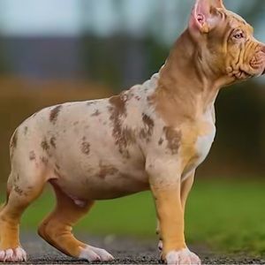 Meet your Posher, Bailey